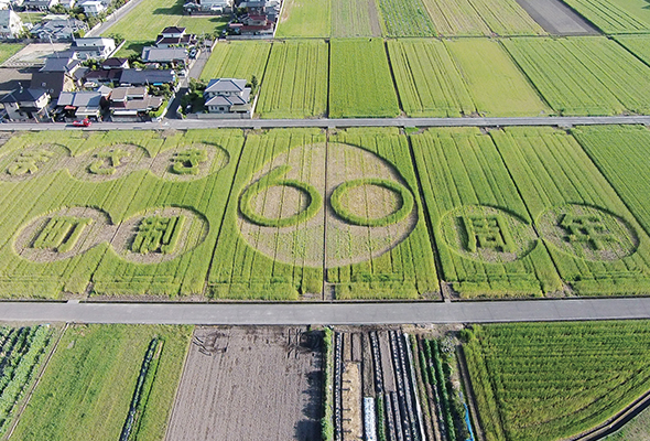 裸麦の畑を使った巨大アート